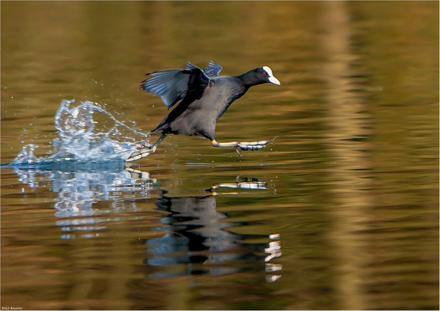 Wasser.Läufer