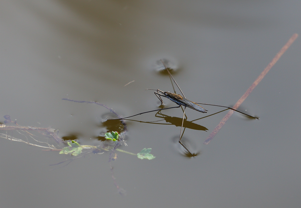 Wasserläufer