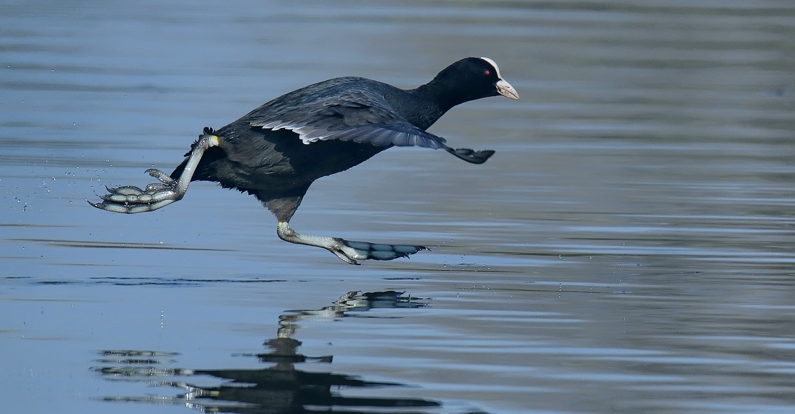 Wasserläufer