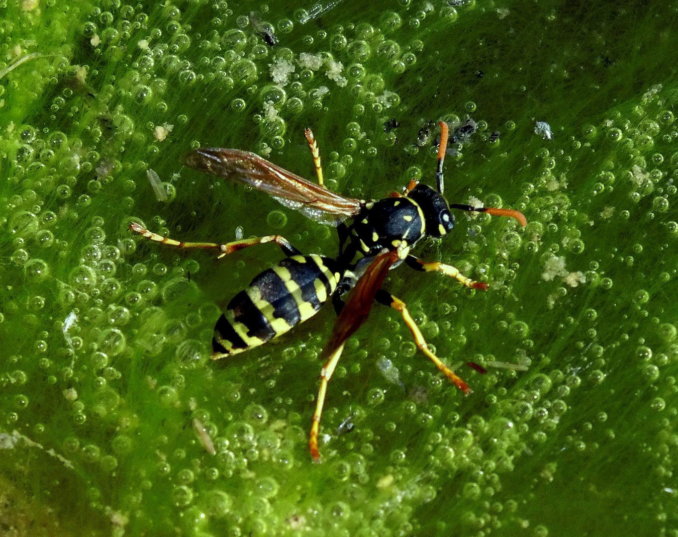 Wasserläufer