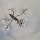 Wasserläufer frisst ein Insekt auf dem Wasser ...