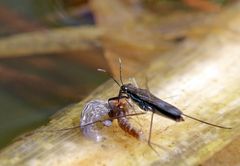 Wasserläufer frisst Eintagsfliege