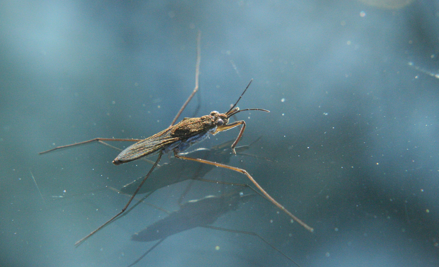 Wasserläufer (Gerridae)