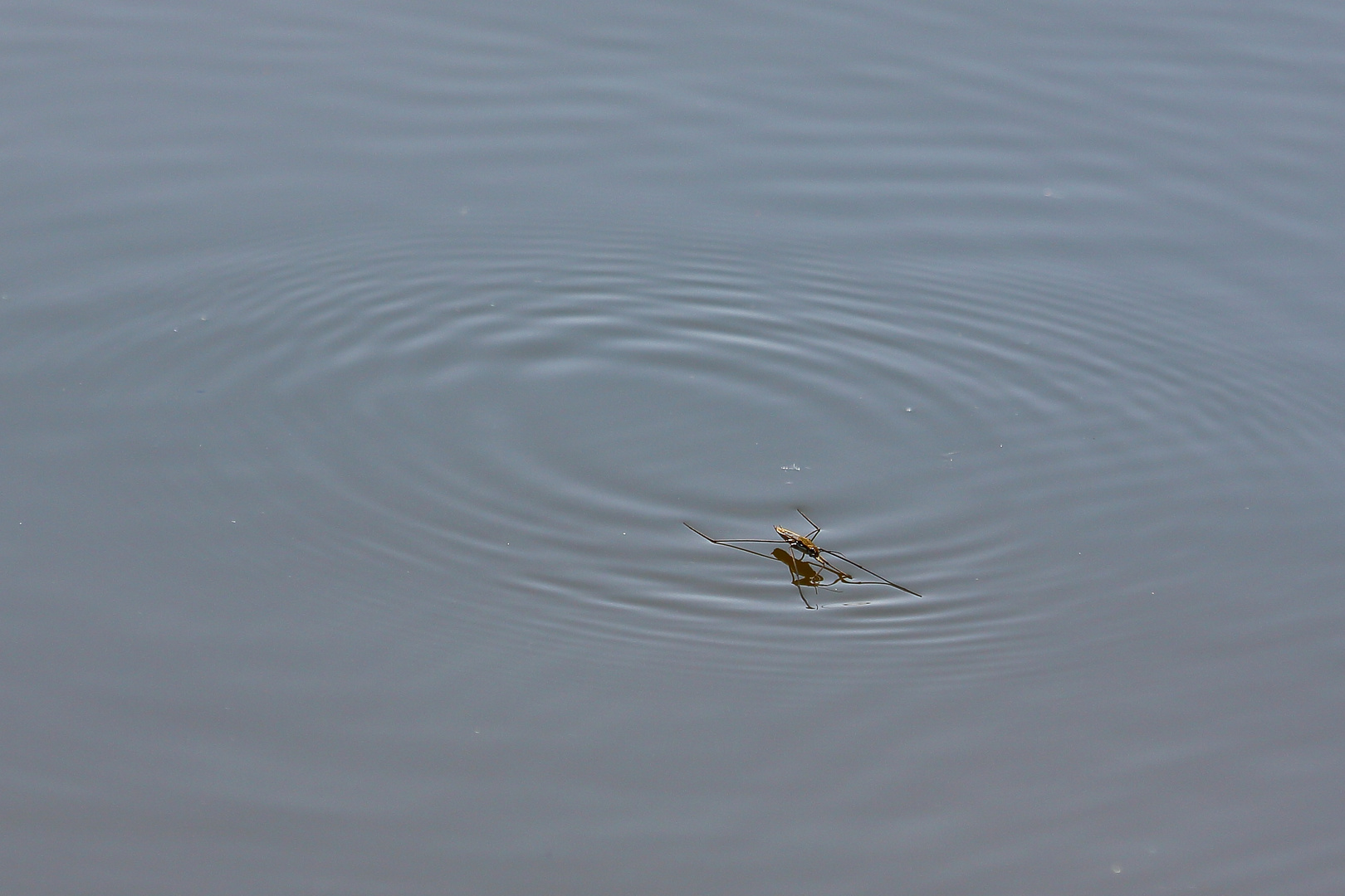 Wasserläufer (Gerridae)