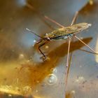 Wasserläufer (Gerridae)