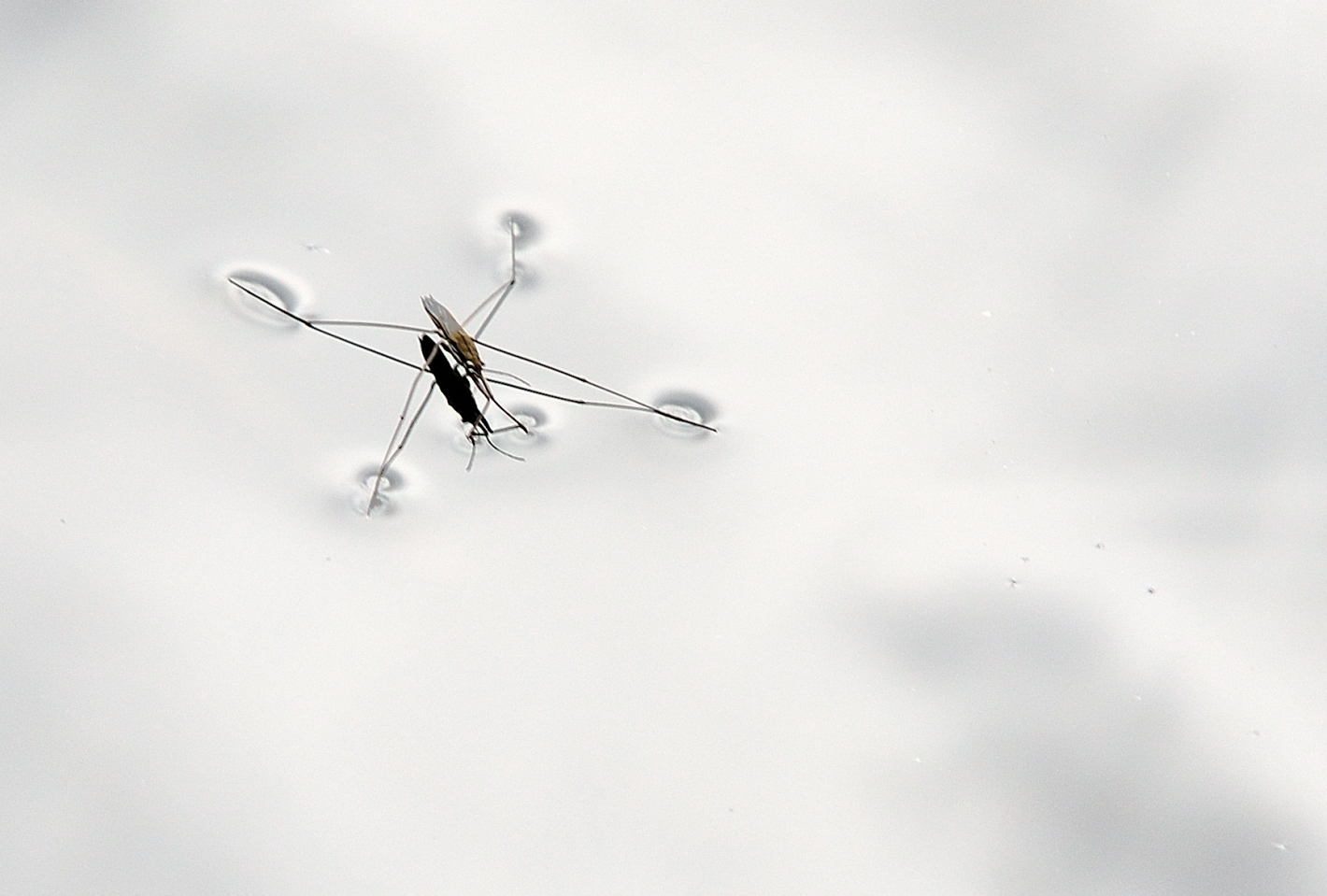 Wasserläufer, (Gerridae) Adult water strider, Aquarius remigis adulto