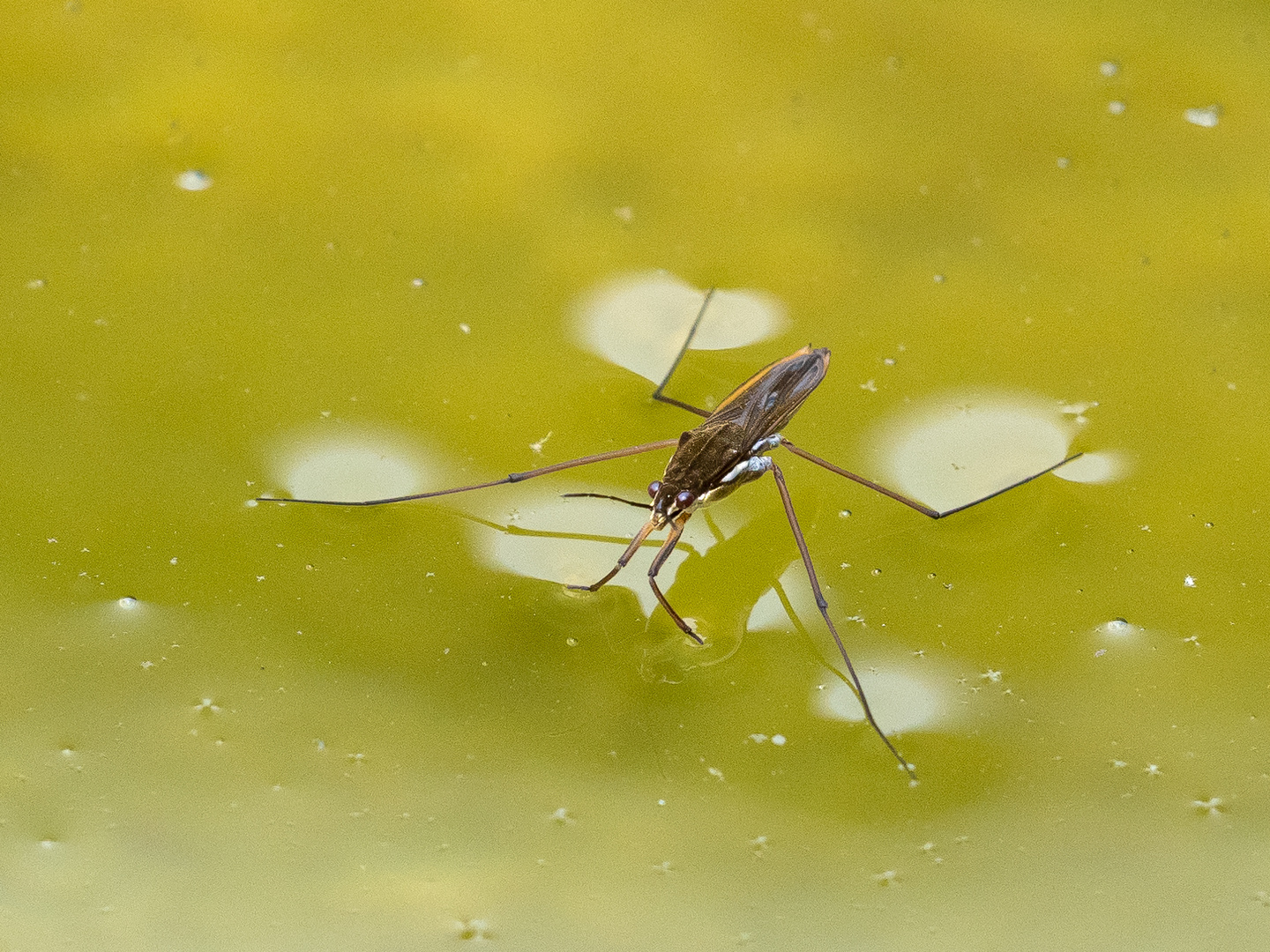 Wasserläufer - Gerridae