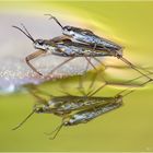 Wasserläufer - Gerris gibbifer