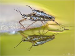 Wasserläufer - Gerris gibbifer