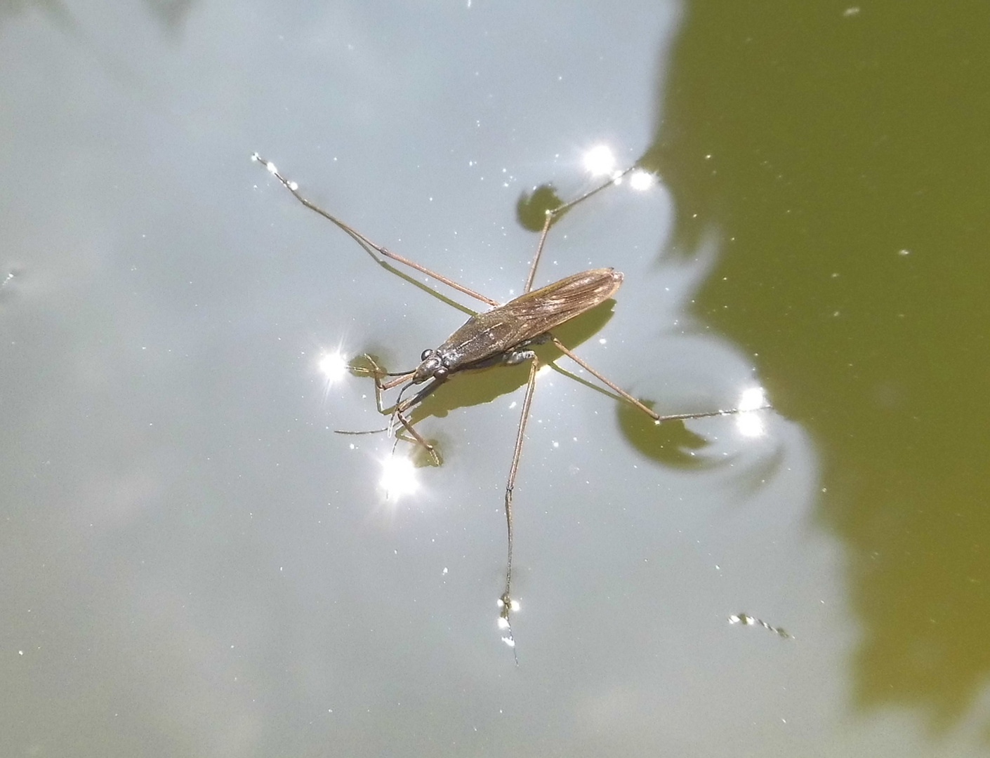 Wasserläufer (Gerris lacustris)