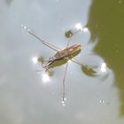 Wasserläufer (Gerris lacustris)