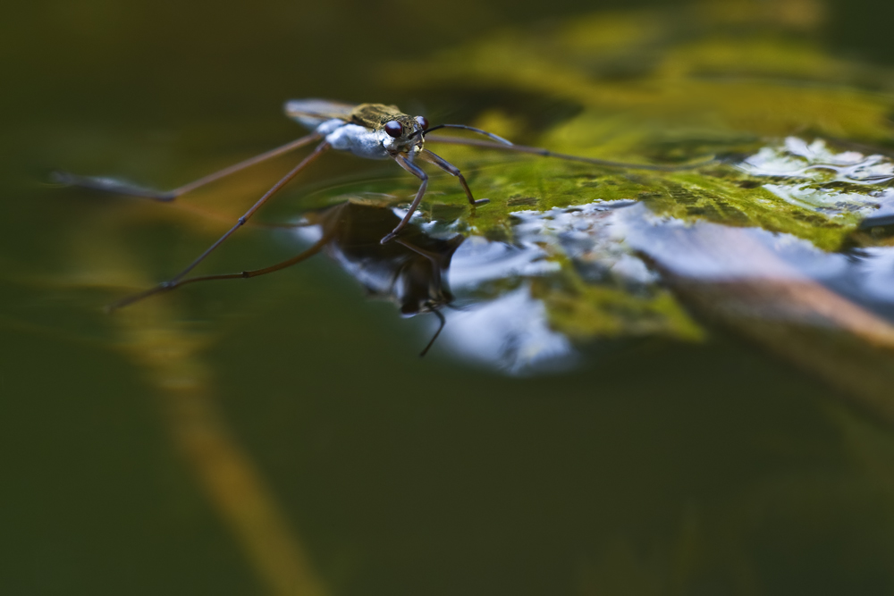 Wasserläufer (Gerris lacustris)