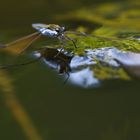 Wasserläufer (Gerris lacustris)