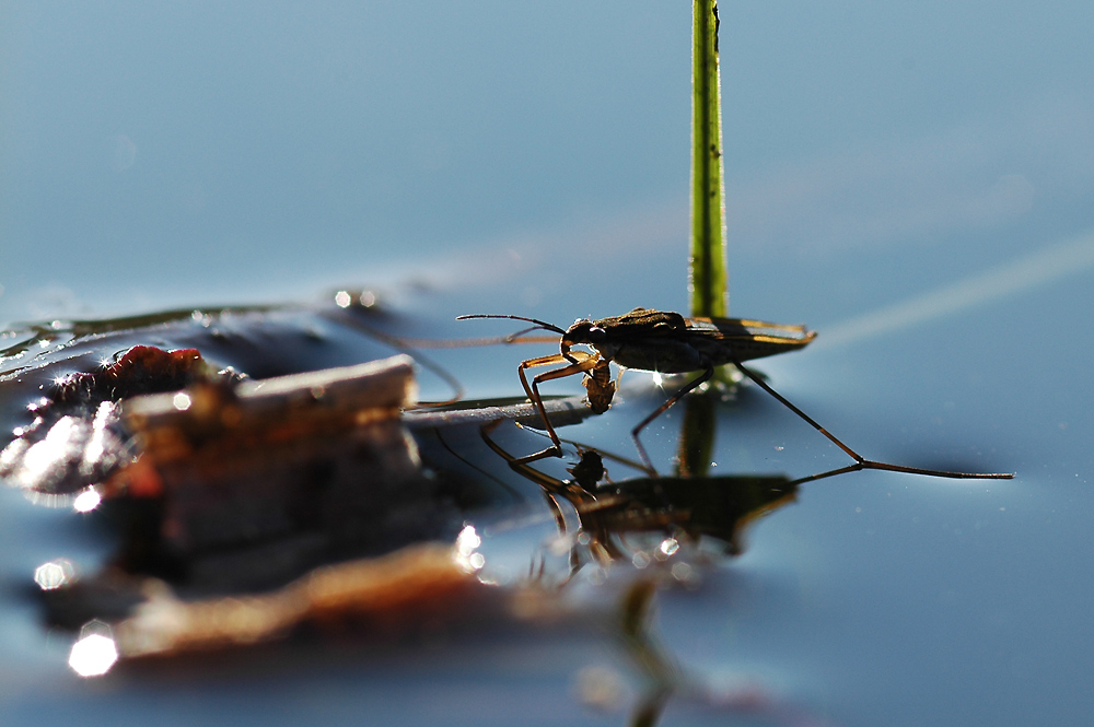 Wasserläufer (Gerris Lacustris)