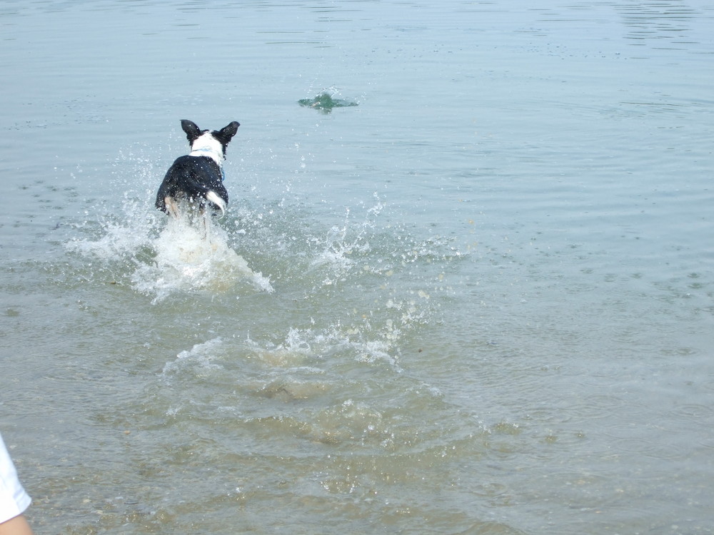 Wasserläufer II