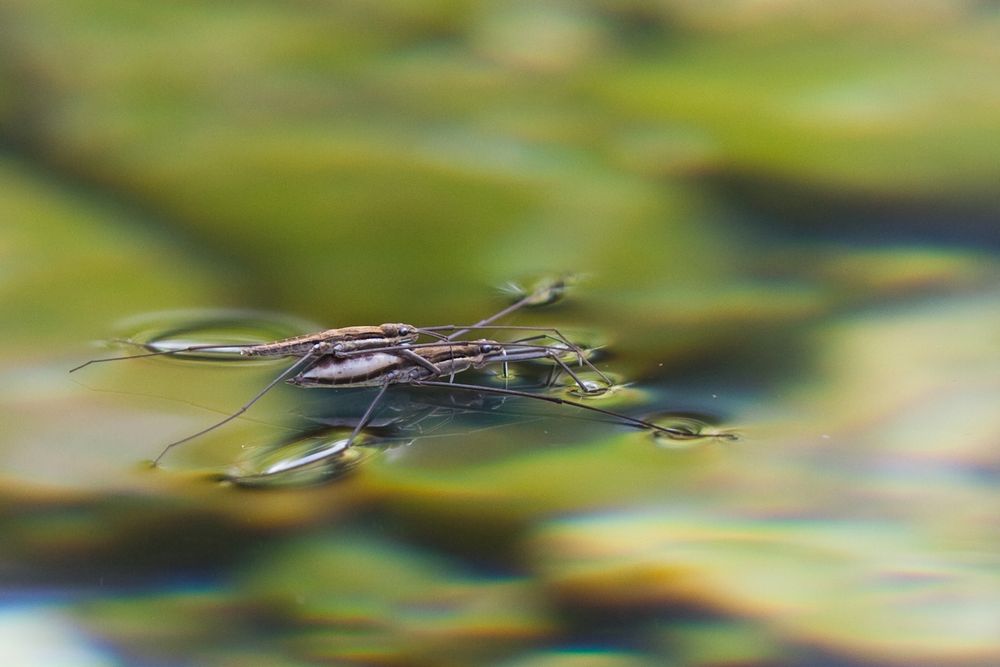 Wasserläufer im Doppelpack (1)