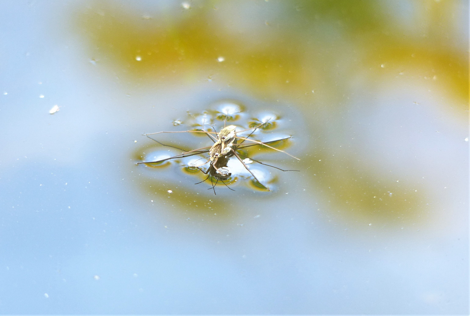 Wasserläufer im Doppelpack