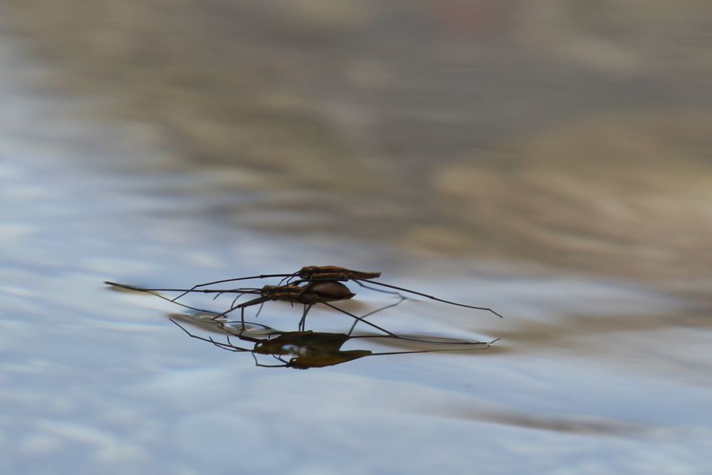 Wasserläufer im Doppelpack (2)