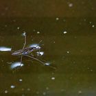  Wasserläufer Im Gartenteich