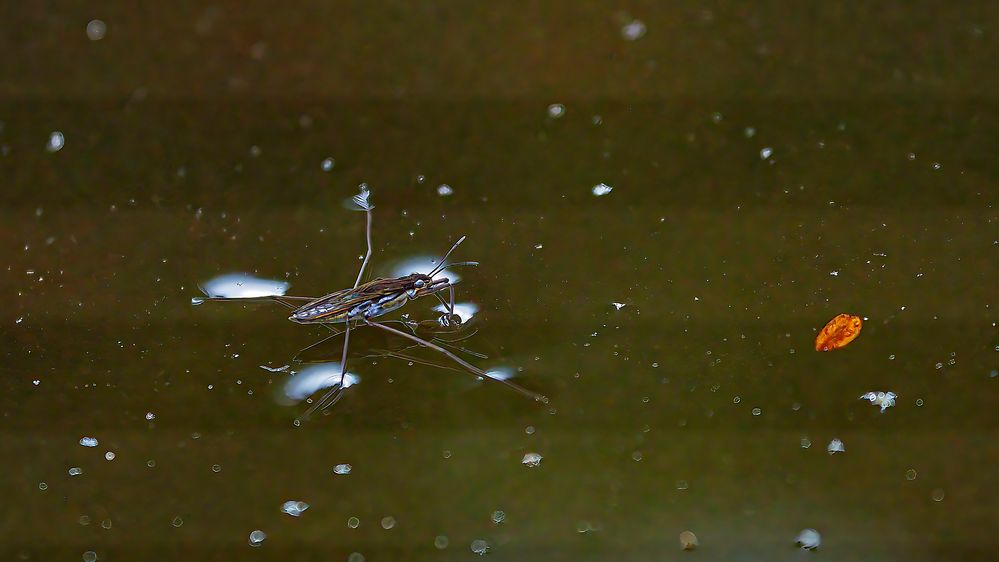  Wasserläufer Im Gartenteich