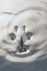 Wasserläufer im Morgenlicht 1