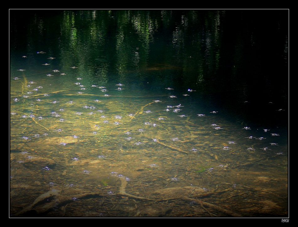 Wasserläufer im Zwielicht