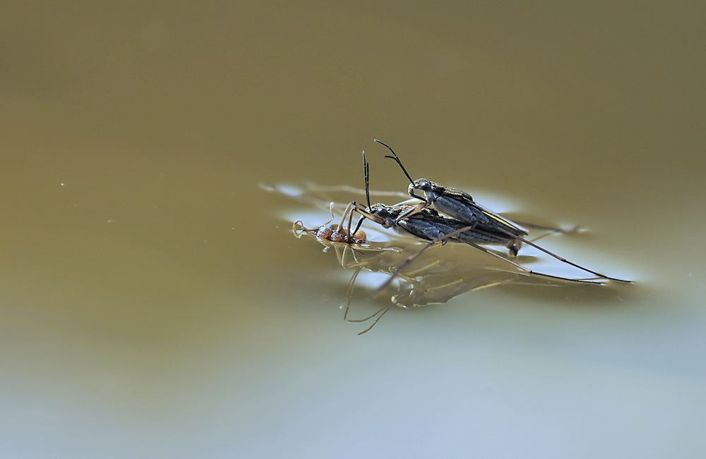 Wasserläufer jagen im Duett