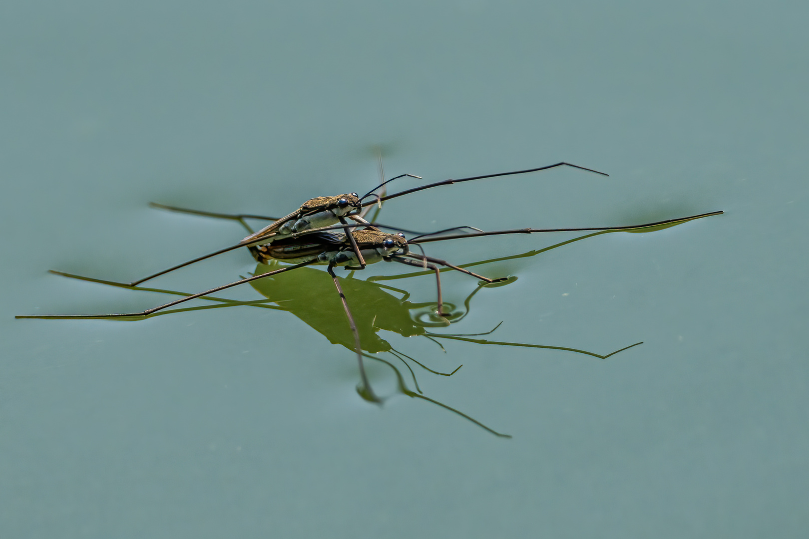 Wasserläufer (Kopula)