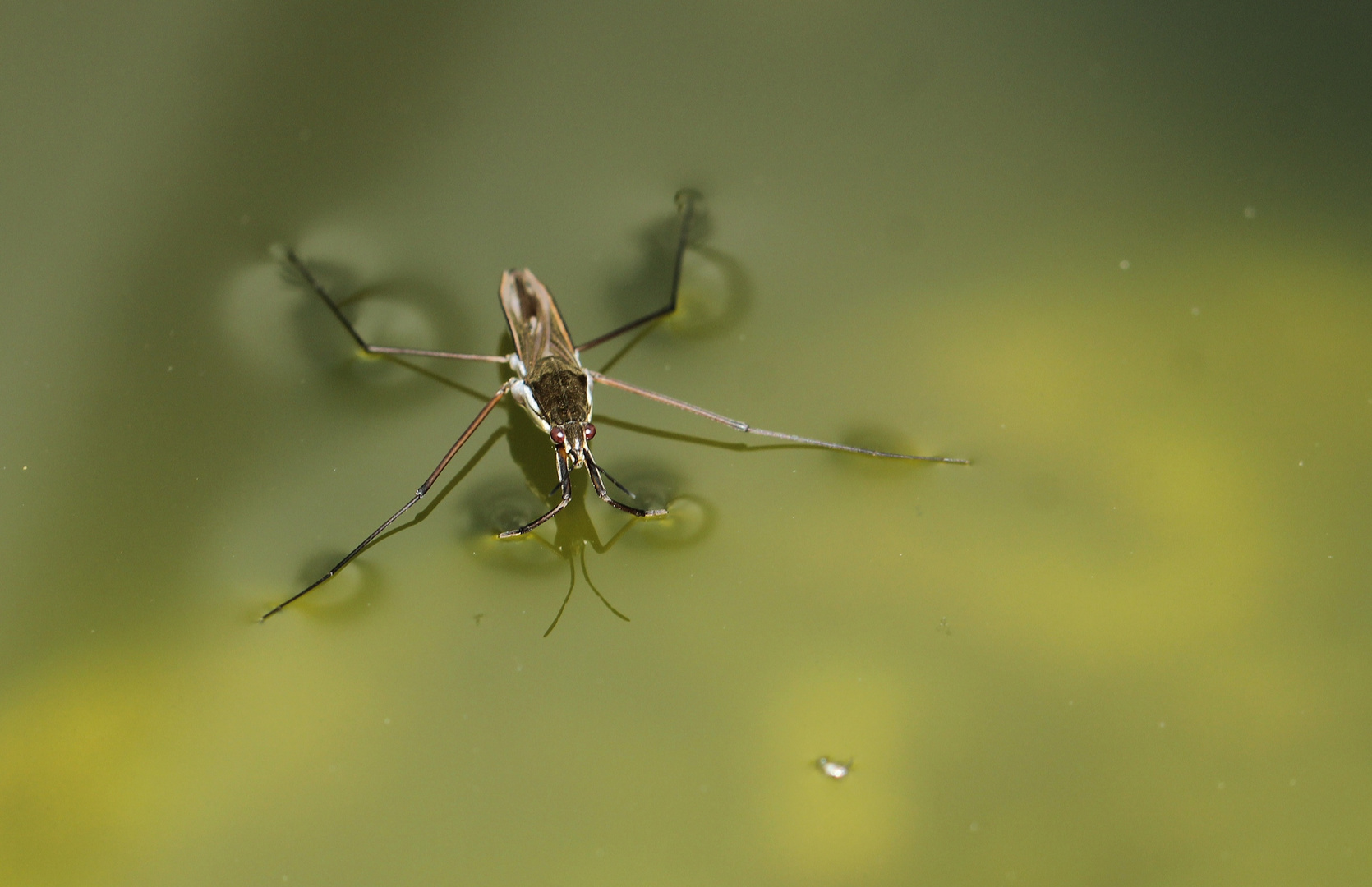 Wasserläufer - lat. Gerris lacustris