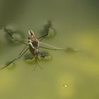 Wasserläufer - lat. Gerris lacustris