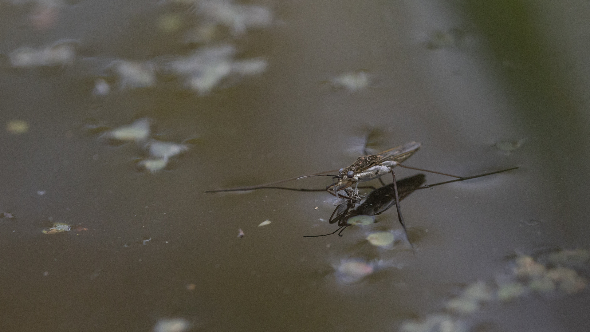 Wasserläufer mit Beute