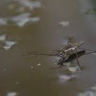 Wasserläufer mit Beute