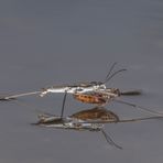 Wasserläufer mit Beute