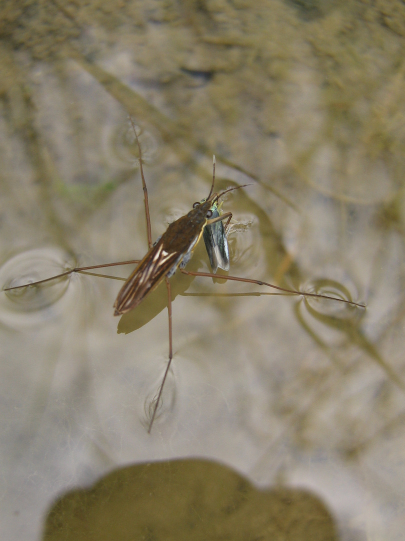 Wasserläufer mit Beute