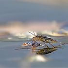 Wasserläufer mit Beute