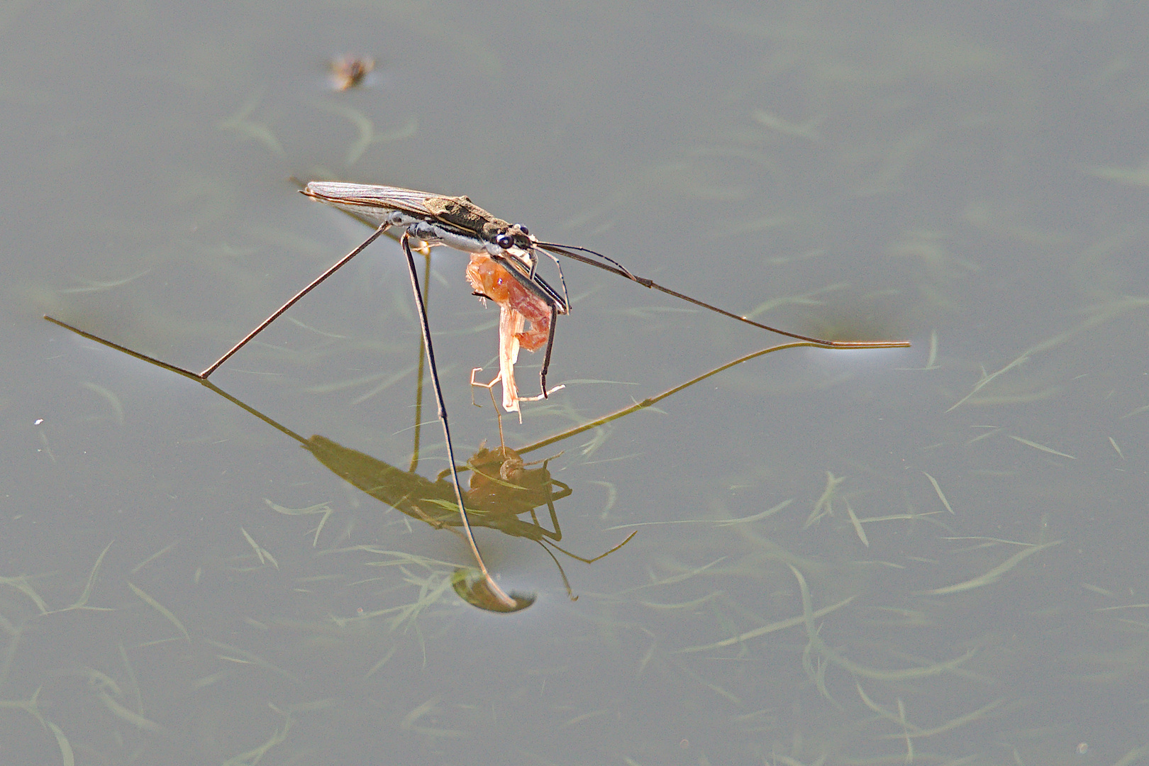 Wasserläufer mit Beute