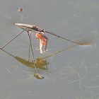 Wasserläufer mit Beute