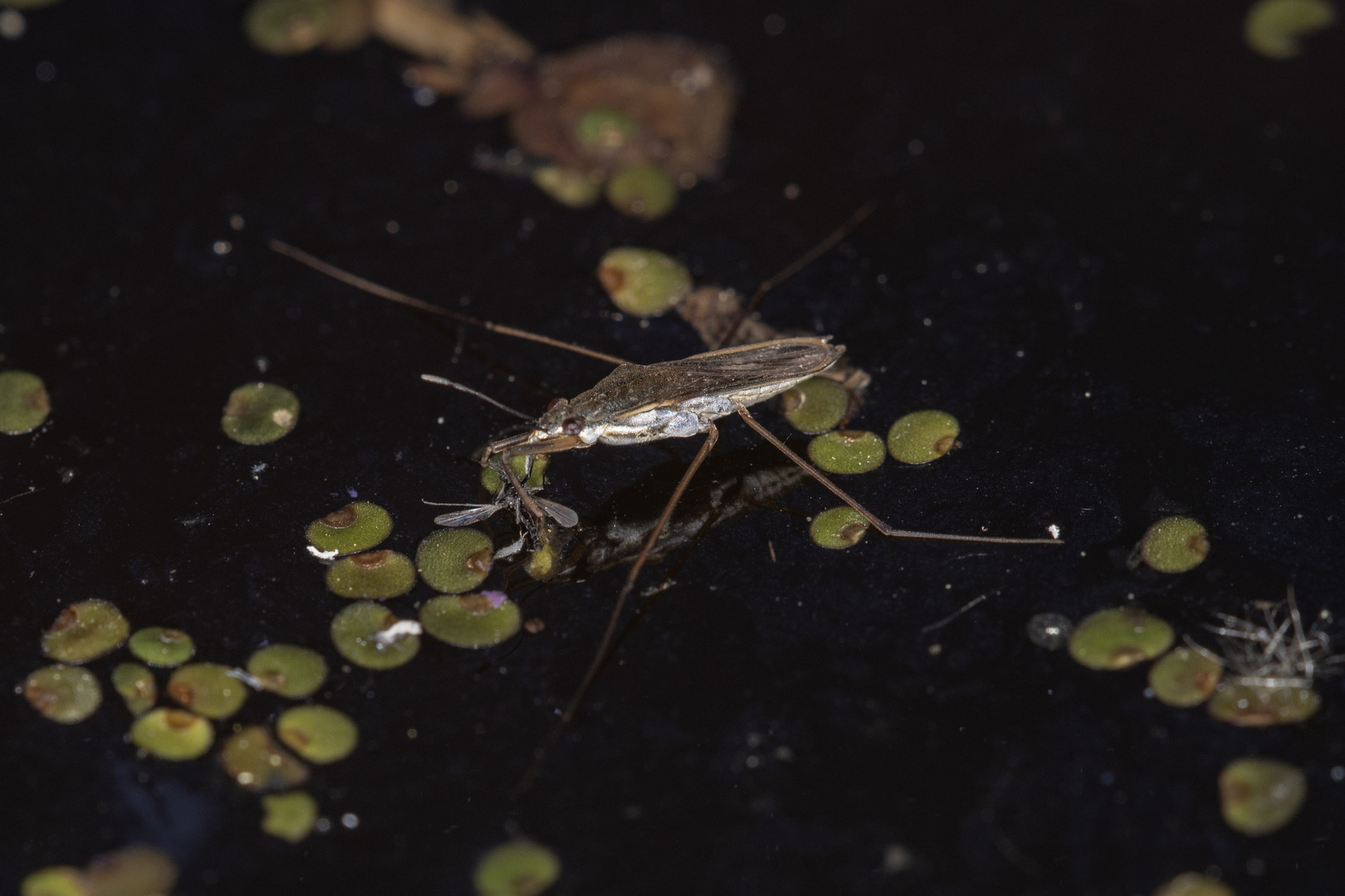 Wasserläufer mit Beute