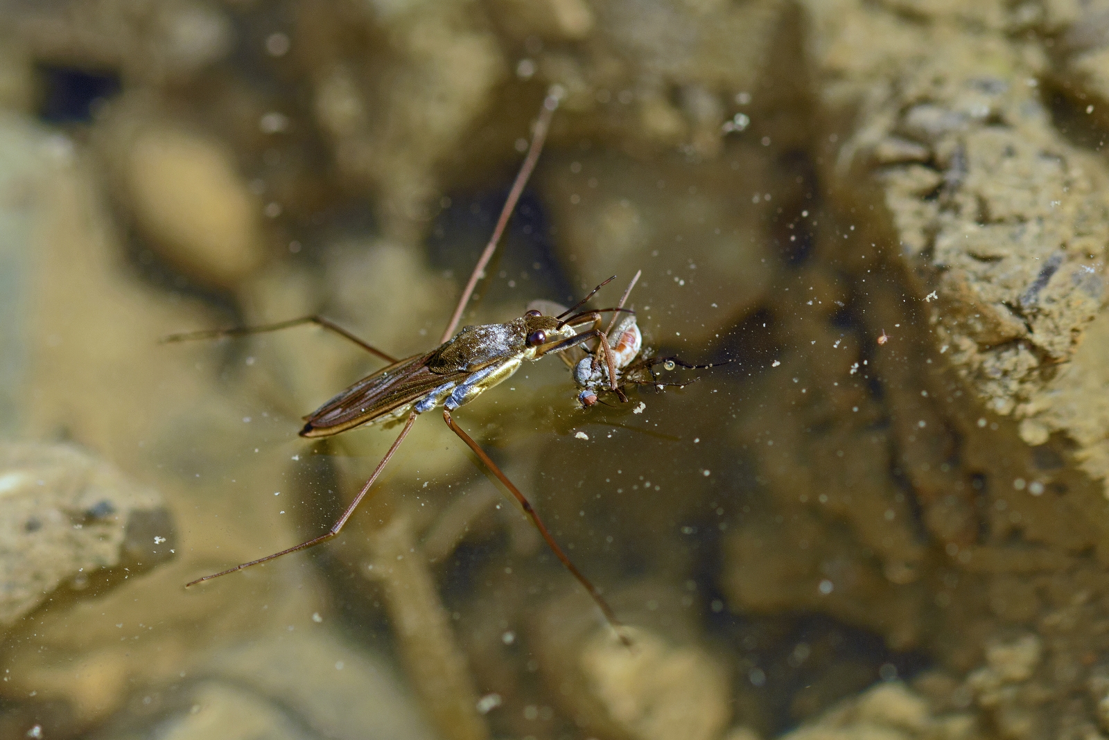 Wasserläufer mit Beute.