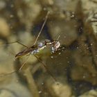 Wasserläufer mit Beute.