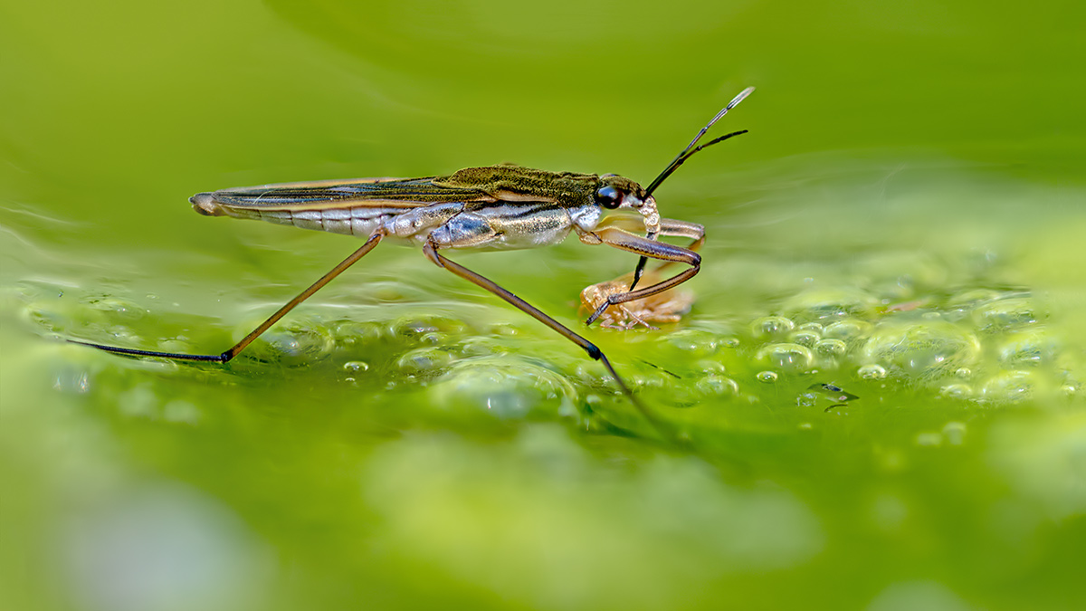 Wasserläufer mit Beute