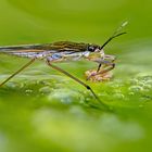 Wasserläufer mit Beute