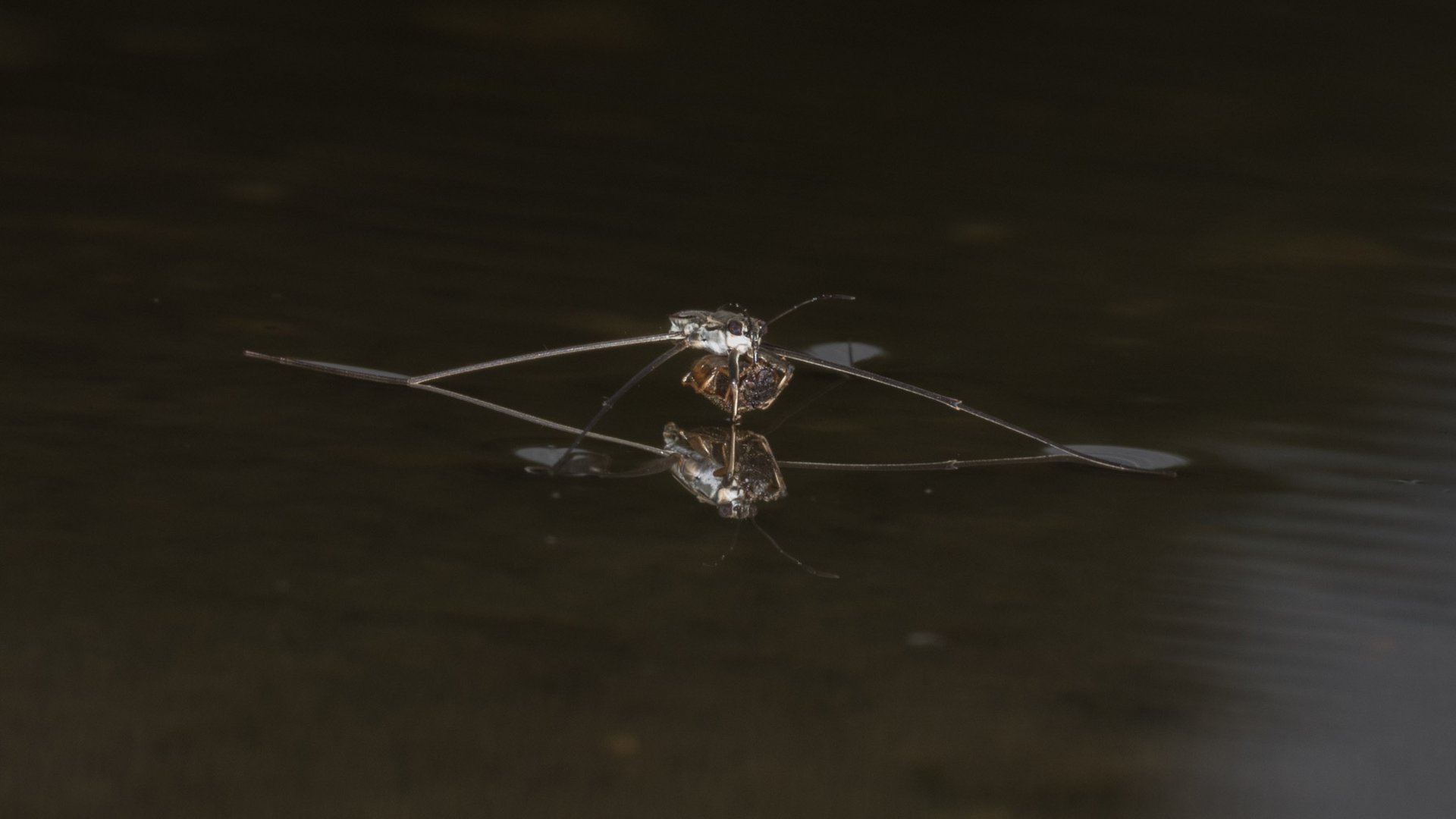 Wasserläufer mit Beute II