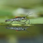 Wasserläufer mit Milbe