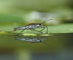 Wasserläufer mit Milbe