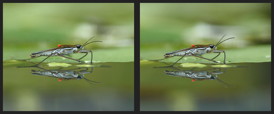 Wasserläufer mit Milbe [3D]