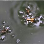 Wasserläufer mit Spiegelblase