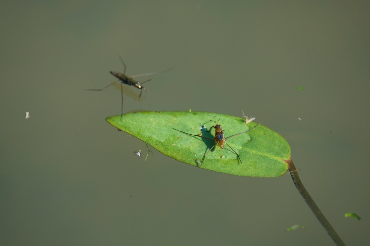 Wasserläufer nach dem Frühstück