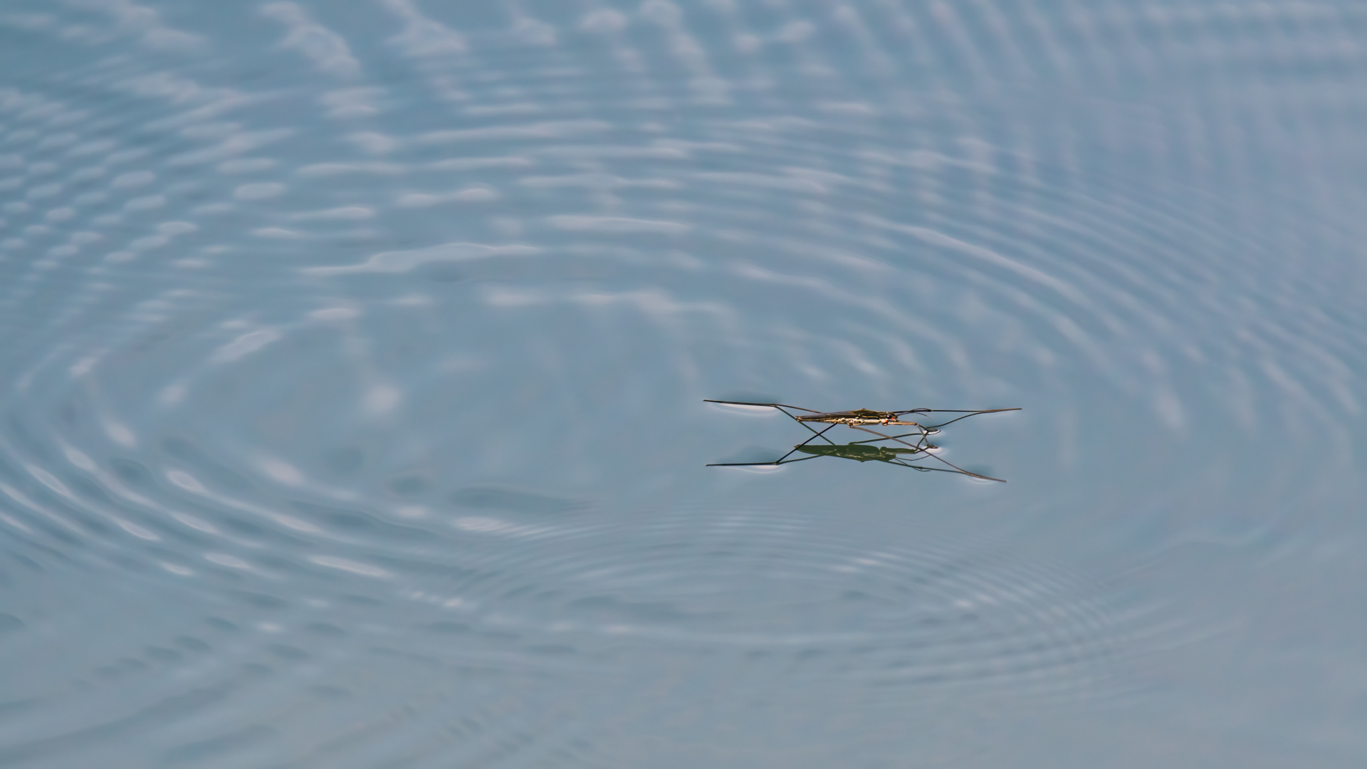 Wasserläufer Niederwaldsee Zwingenberg 2 2020