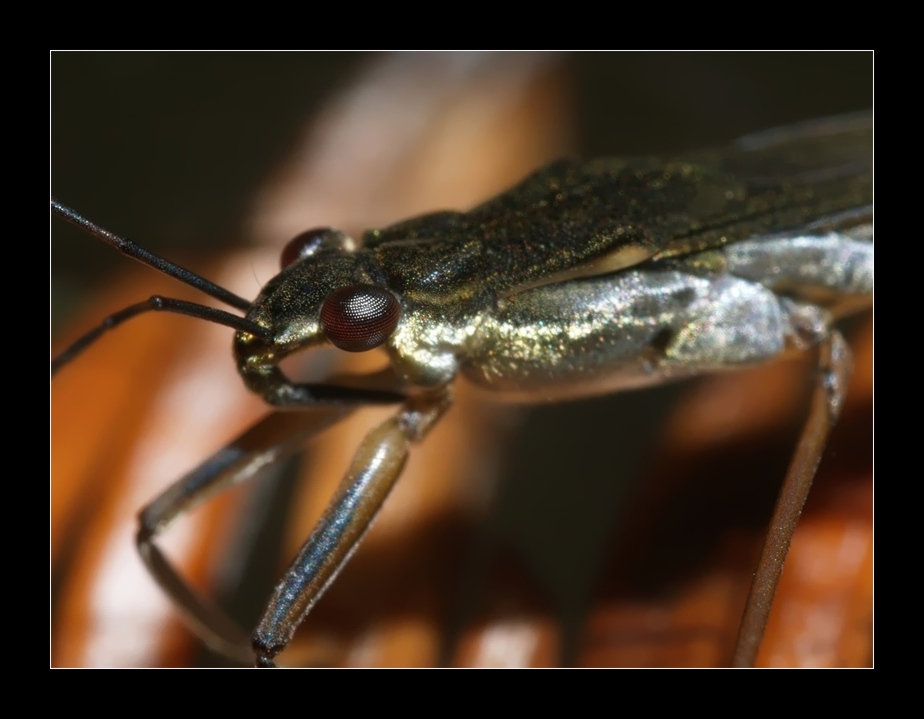 wasserläufer - ohne wange leichter auf dem wasser